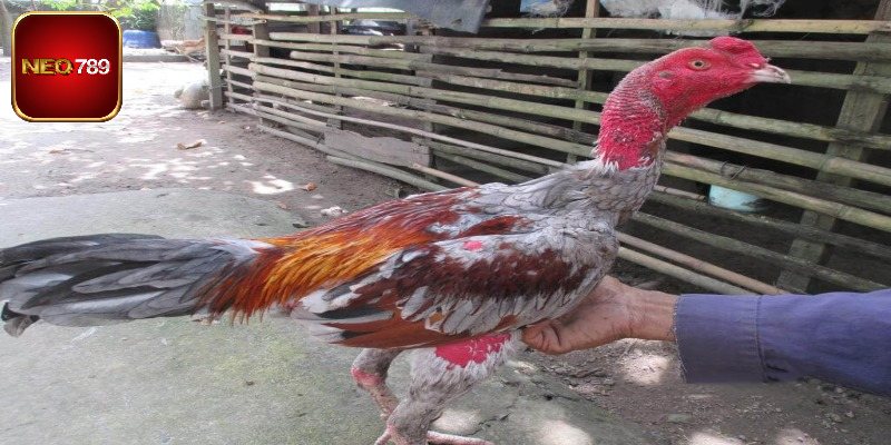 Bổ sung thuốc để đảm bảo gà thêm cường tráng
