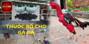 Các Loại Thuốc Bổ Cho Gà Đá Phổ Biến, Cực Kỳ Được Tin Dùng