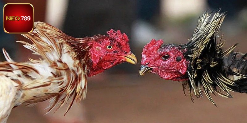 Cách làm gà sung sức và máu chiến hiệu quả