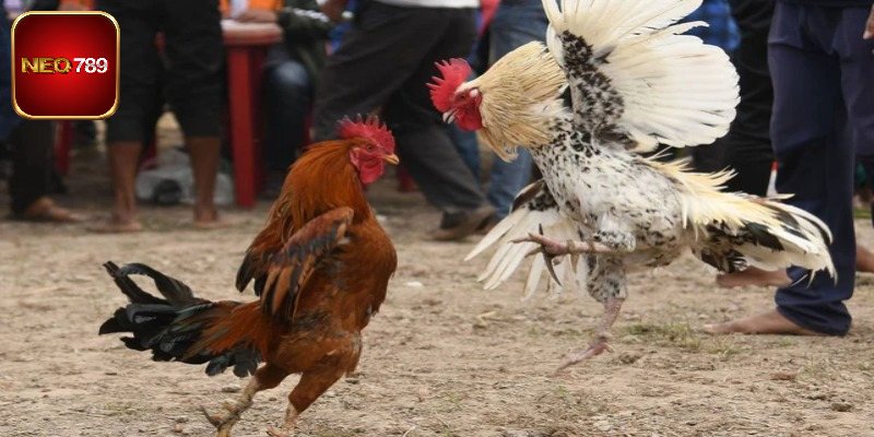 Chọi gà nòi với tỷ lệ cược cao, hấp dẫn