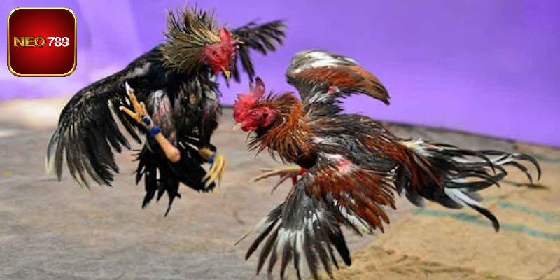 Địa điểm tổ chức chọi gà hợp pháp, hấp dẫn