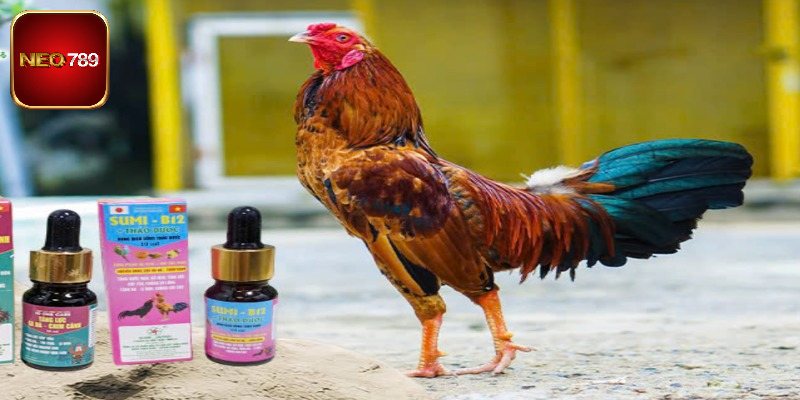 Dùng các loại thuốc bổ cho gà đá đúng liều