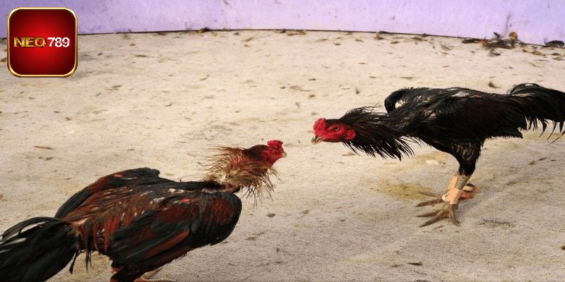 Gà cựa tròn cực căng não tại trường gà Savan
